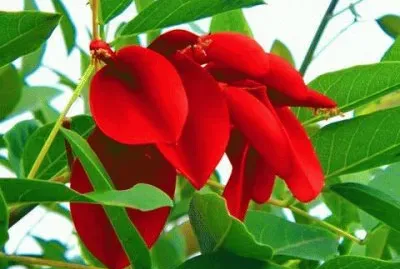 imagens jigsaw puzzle