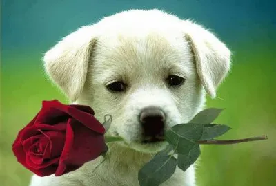 imagens jigsaw puzzle