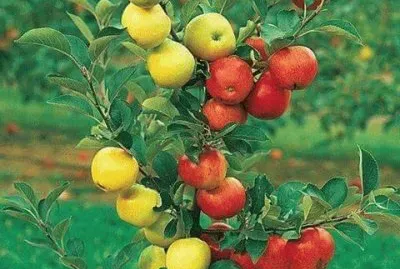 פאזל של imagens