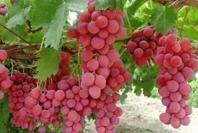 פאזל של imagens