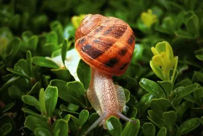 Cargol jigsaw puzzle