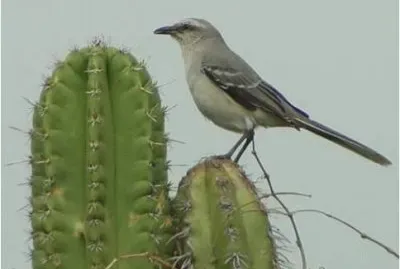 chuchuve paraguanero