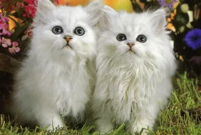 Gatets jigsaw puzzle