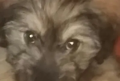 Mio papito jigsaw puzzle