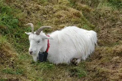 Bode branco jigsaw puzzle