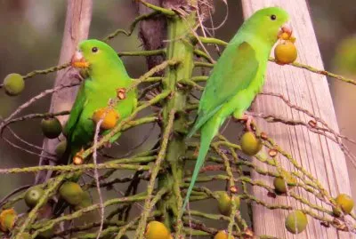 Periquitos