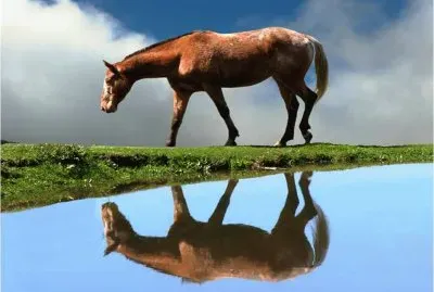 horsie