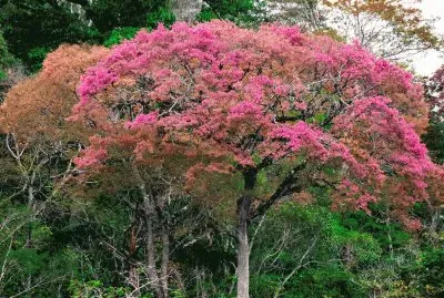 Jequitibá florido