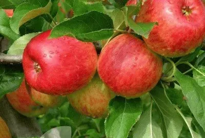 פאזל של imagens