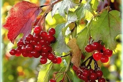 imagens jigsaw puzzle