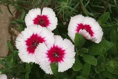 flores