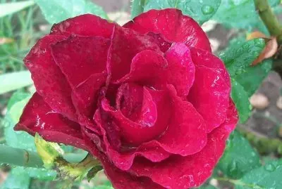 flores jigsaw puzzle