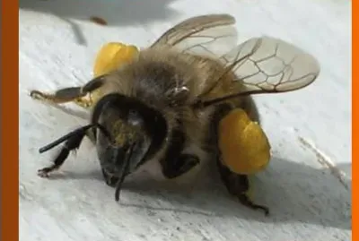 Abeja con su carga de polen
