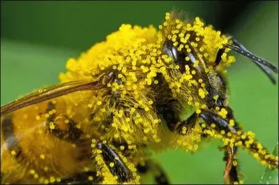 Abeja cubierta de polen