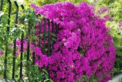 פאזל של imagens