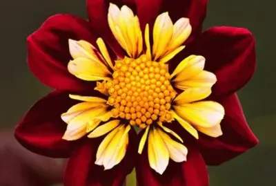 Blooming Dahlia