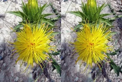 Cardo Cabrero - EspaÃ±a