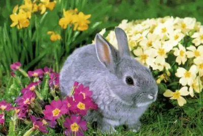 Conillet jigsaw puzzle