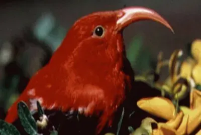 I-iwi (Vestiaria Coccinea) - HawÃ¡i