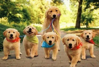 imagens jigsaw puzzle