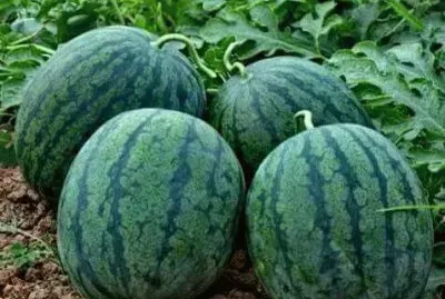 פאזל של imagens