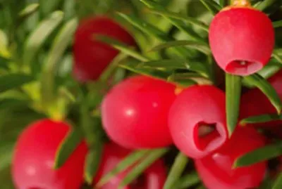 Tejo negro - Taxus baccata