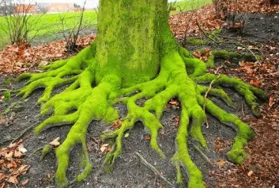 mossy roots
