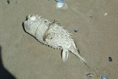 Fisch stark gesonnt, Goolwa S.A.