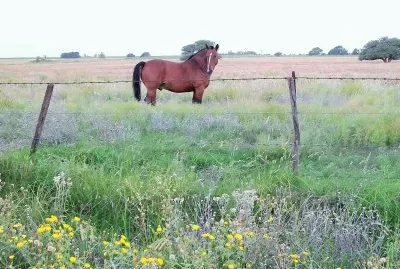 bello caballo