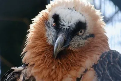 Buitre barbudo o Quebranta Huesos