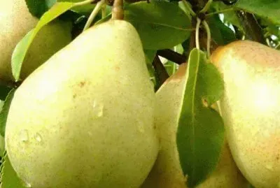 פאזל של imagens