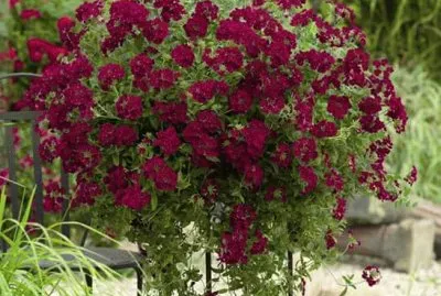 פאזל של imagens