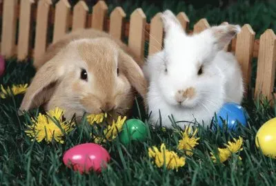 Conejos