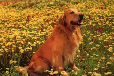 Gosset jigsaw puzzle