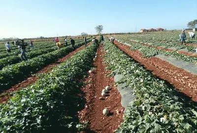 MELON