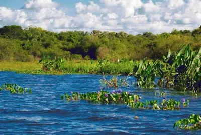 En Esteros del IberÃ¡. Corrientes. Argentina