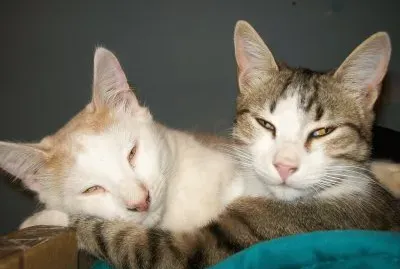 gatitos cariÃ±osos