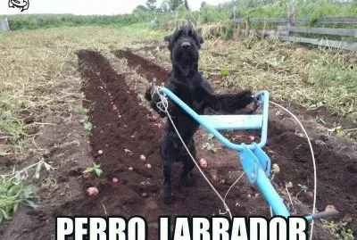 PERRO LABRADOR