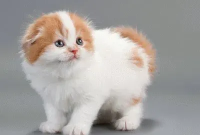 ×—×ª×•×œ×™×