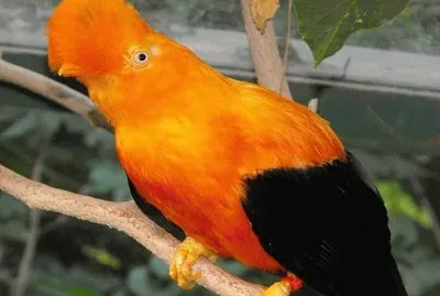 Gallito de las rocas (Rupicola Peruviana)