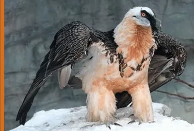 Quebrantahuesos (Gypaetus barbatus)