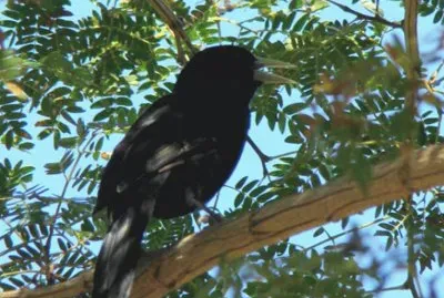 Boyero Negro - Cacicus solitarius