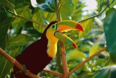 TUCAN