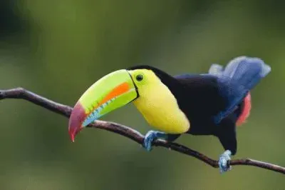 TUCAN 1