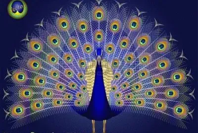 pavo real