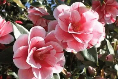 Camelias