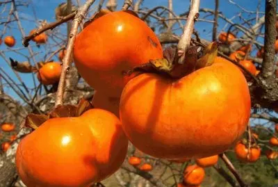 Caqui (gÃ©nero Diospyros) jigsaw puzzle