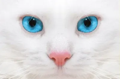GATO 1
