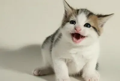 GATO 3