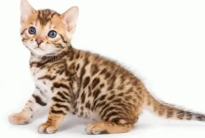 GATO 6 jigsaw puzzle